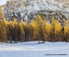 Forêt, arbres et hiver