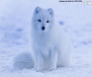 Puzzle Renard polaire en hiver