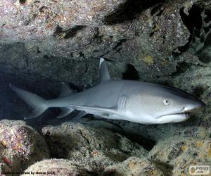 Puzzle Requin corail