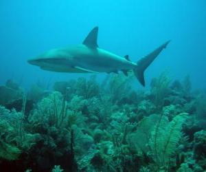 Puzzle Requin dans le fonds de la mer