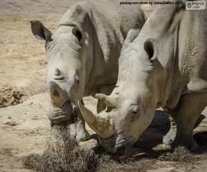 Puzzle Rhino manger