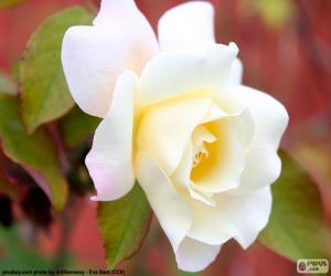 Puzzle Rose blanche