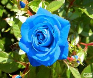 Puzzle Rose bleue