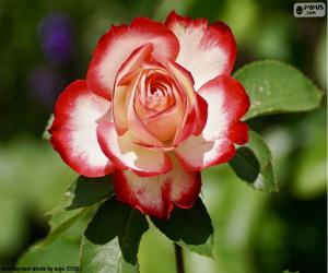 Puzzle Rose rouge et blanche