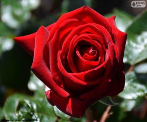 Puzzle Rouge Rose pour Saint-Valentin