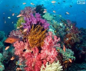 Puzzle Récif corallien