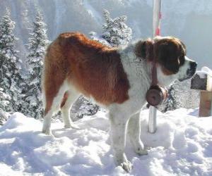 Puzzle Saint-bernard, un chien de sauvetage avec un tonnelet d'eau de vie autour de son cou
