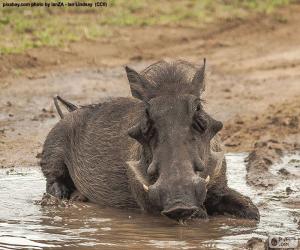 Puzzle Sanglier dans la boue