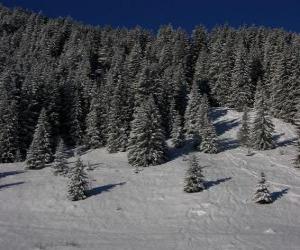 Puzzle Sapins de Noël dans un paysage neigeux