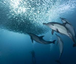 Puzzle sardines de pêche des dauphins