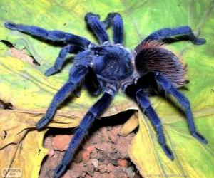 Puzzle Sazima Tarantula