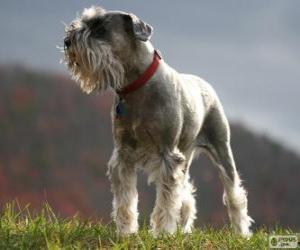 Puzzle Schnauzer moyen