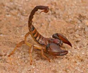 Puzzle Scorpion de l'ordre des arachnides