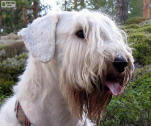 Puzzle Sealyham terrier