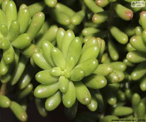 Puzzle Sedum rubrotinctum