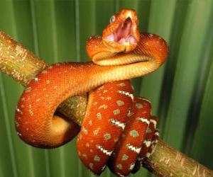 Puzzle Serpent de peau marbré enroulé sur une branche