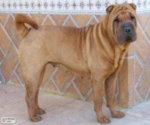 Puzzle Shar Pei, race chinoise