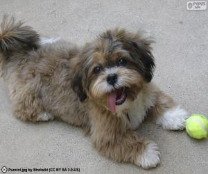 Puzzle Shih-poo