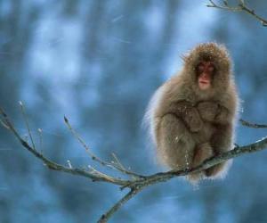 Puzzle Singe assis sur une branche d'arbre