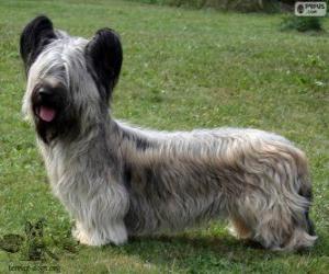 Puzzle Skye terrier