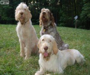 Puzzle Spinone italiano