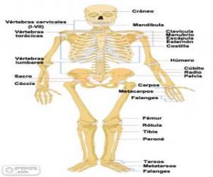 Puzzle Squelette humain. Les os du corps humain (espagnol)