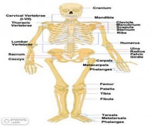 Puzzle Squelette humain. Les os du corps humain (Anglais)