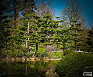 Puzzle Sugi ou cèdre du Japon