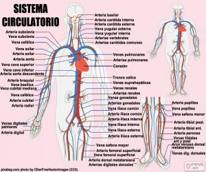 Puzzle Système circulatoire (espagnol)