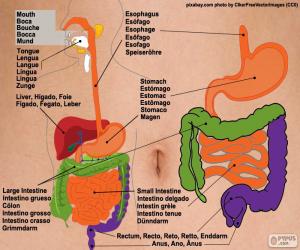 Puzzle Système digestif