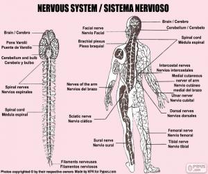 Puzzle Système nerveux