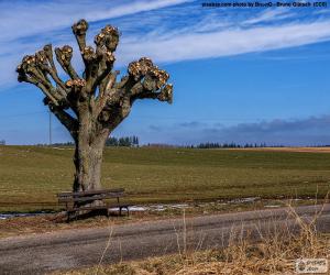 Puzzle Taille des arbres