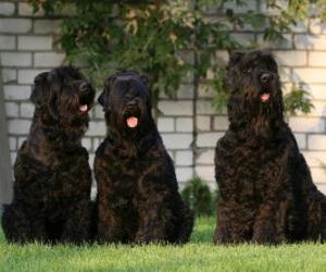 Puzzle Terrier noir de Russie, ou terrier russe, est une race de chien originaire de Russie