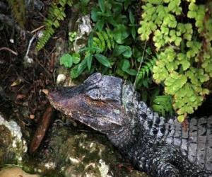 Puzzle Tête d'un crocodile se tenant à l'affût d'une proie entre les plantes