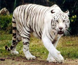 Puzzle Tigre blanc