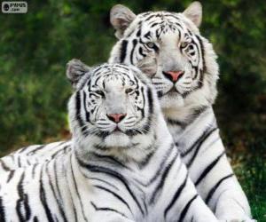 Puzzle Tigres du Bengale blancs