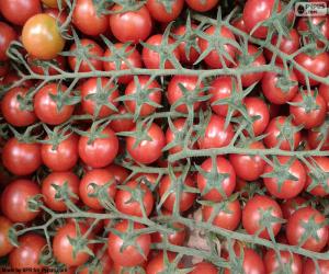 Puzzle Tomate en branche