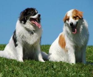 Puzzle Tornjak est une race de chien de berger originaire des montagnes de Bosnie-Herzégovine et la Croatie