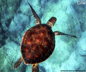 Puzzle Tortue d’eau de couleur ciel