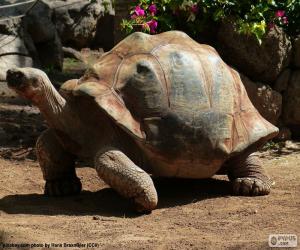 Puzzle Tortue sillonnée