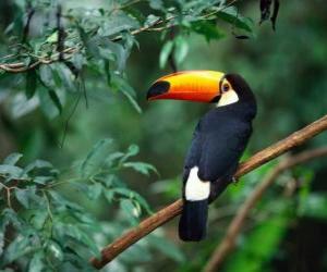 Puzzle Toucan toco