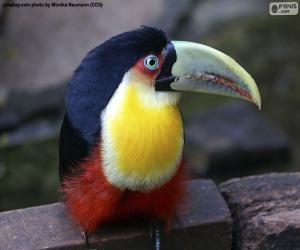 Puzzle Toucan