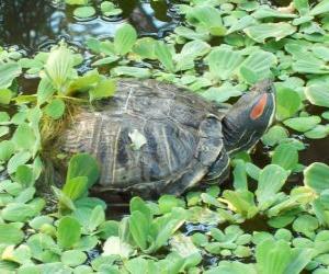 Puzzle Trachemys scripta elegans, la Tortue de Floride