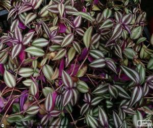 Puzzle Tradescantia zebrina