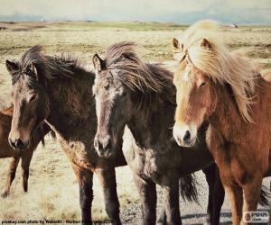 Puzzle Trois chevaux islandais