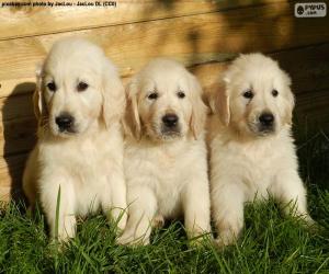 Puzzle Trois chiots golden retriever