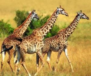 Puzzle Trois girafes