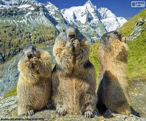 Puzzle Trois marmottes alpines