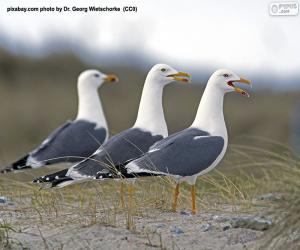 Puzzle Trois mouettes