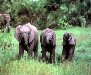 Puzzle trois petits éléphants